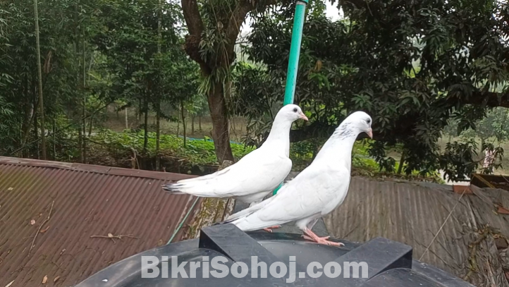 কালদম জিরো বেবি